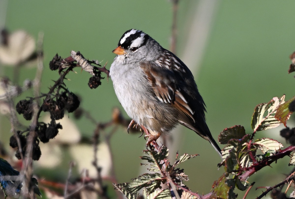 Bruant à couronne blanche - ML645695383