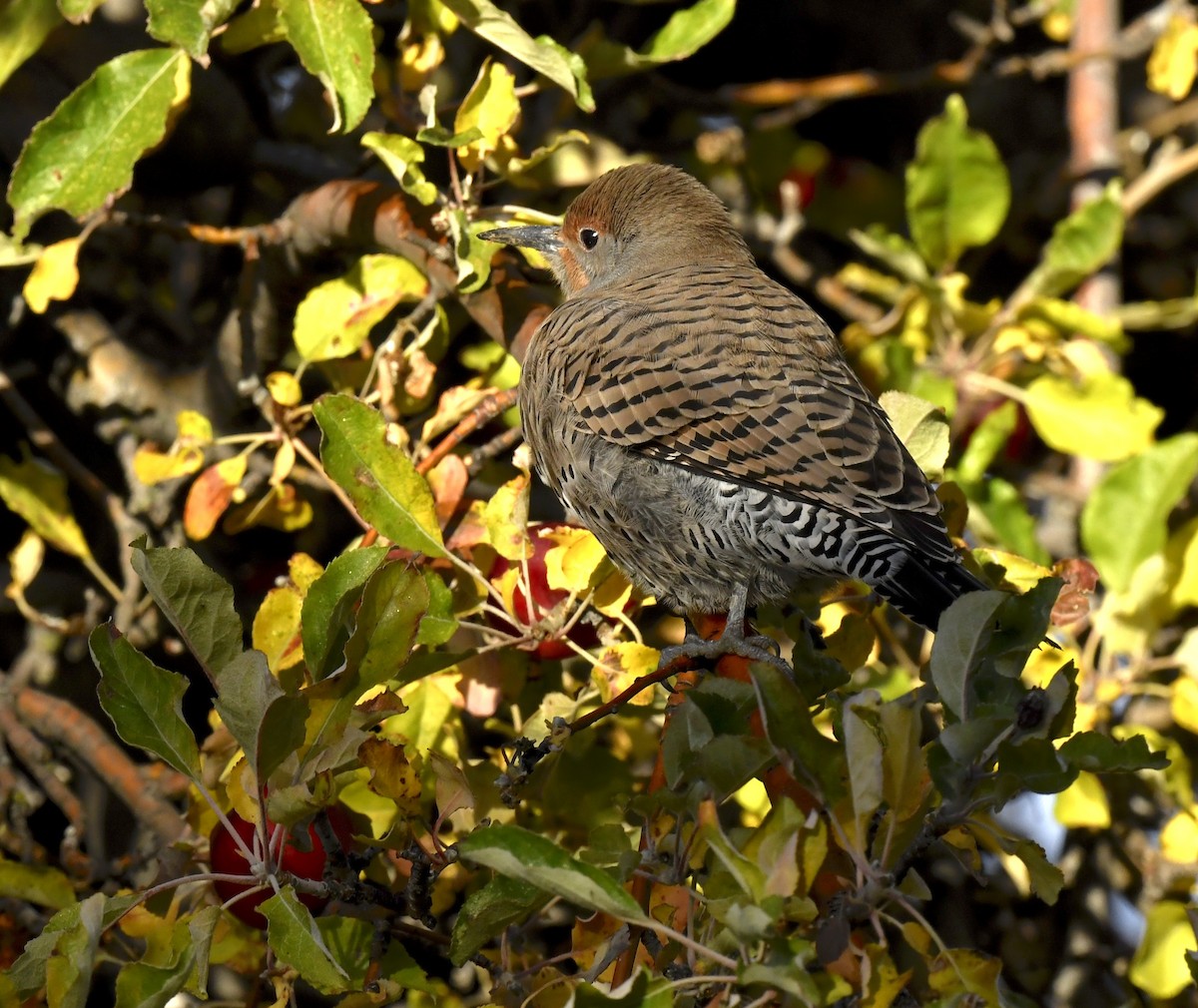 Pic flamboyant - ML645695384