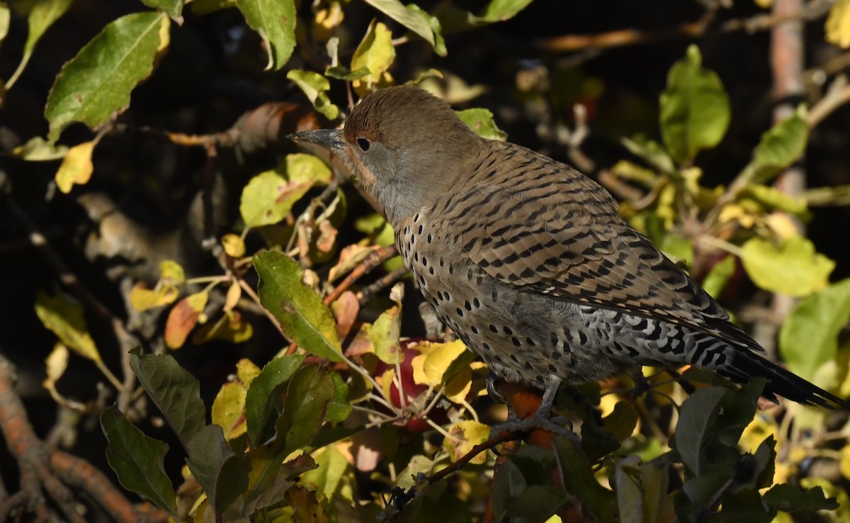 Pic flamboyant - ML645695385