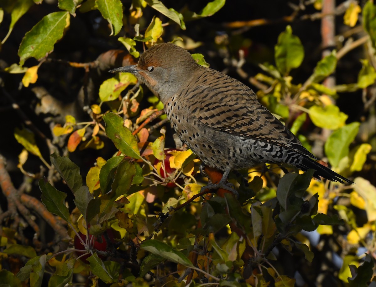 Pic flamboyant - ML645695387