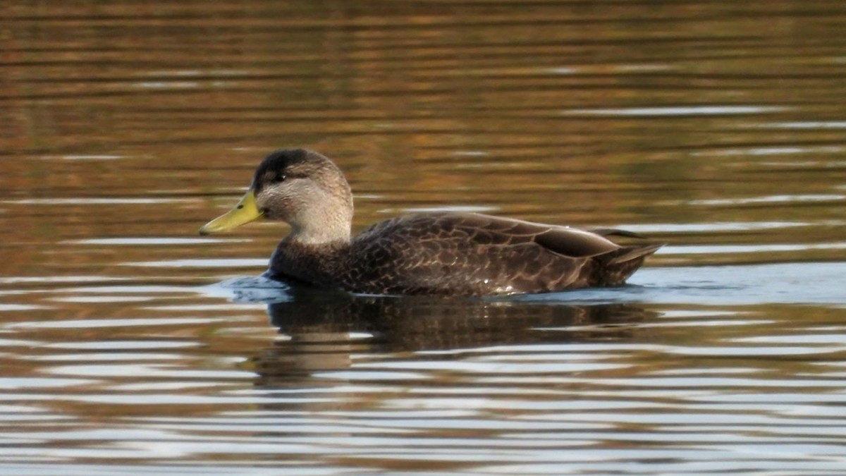 Ahate iluna - ML645695393