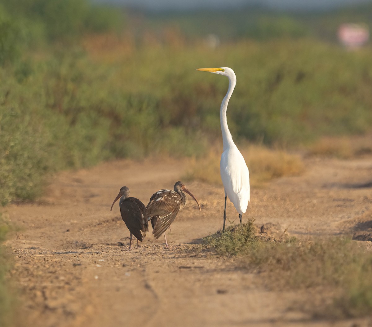 Garceta Grande - ML645695401