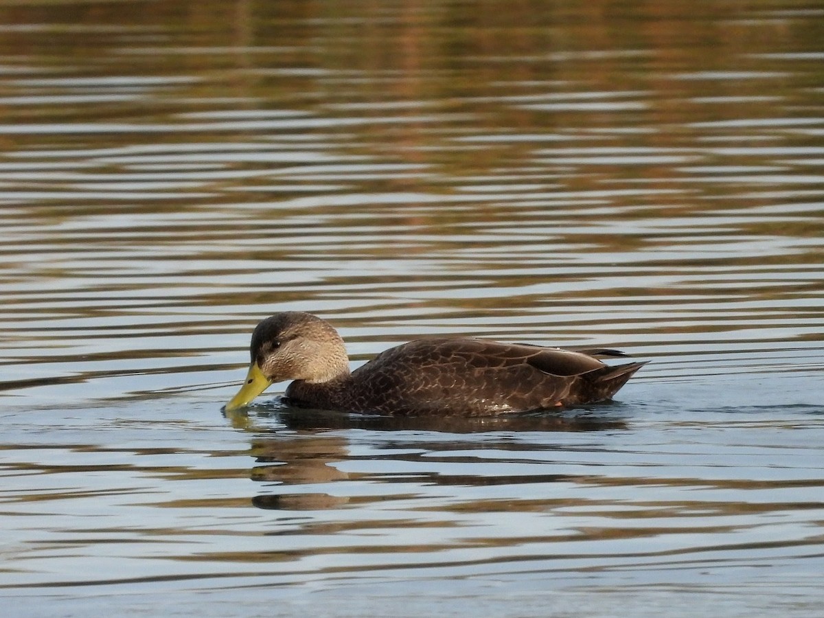 Ahate iluna - ML645695407