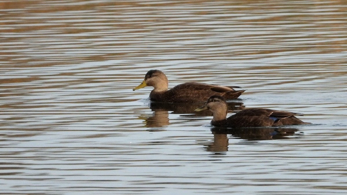 Ahate iluna - ML645695412