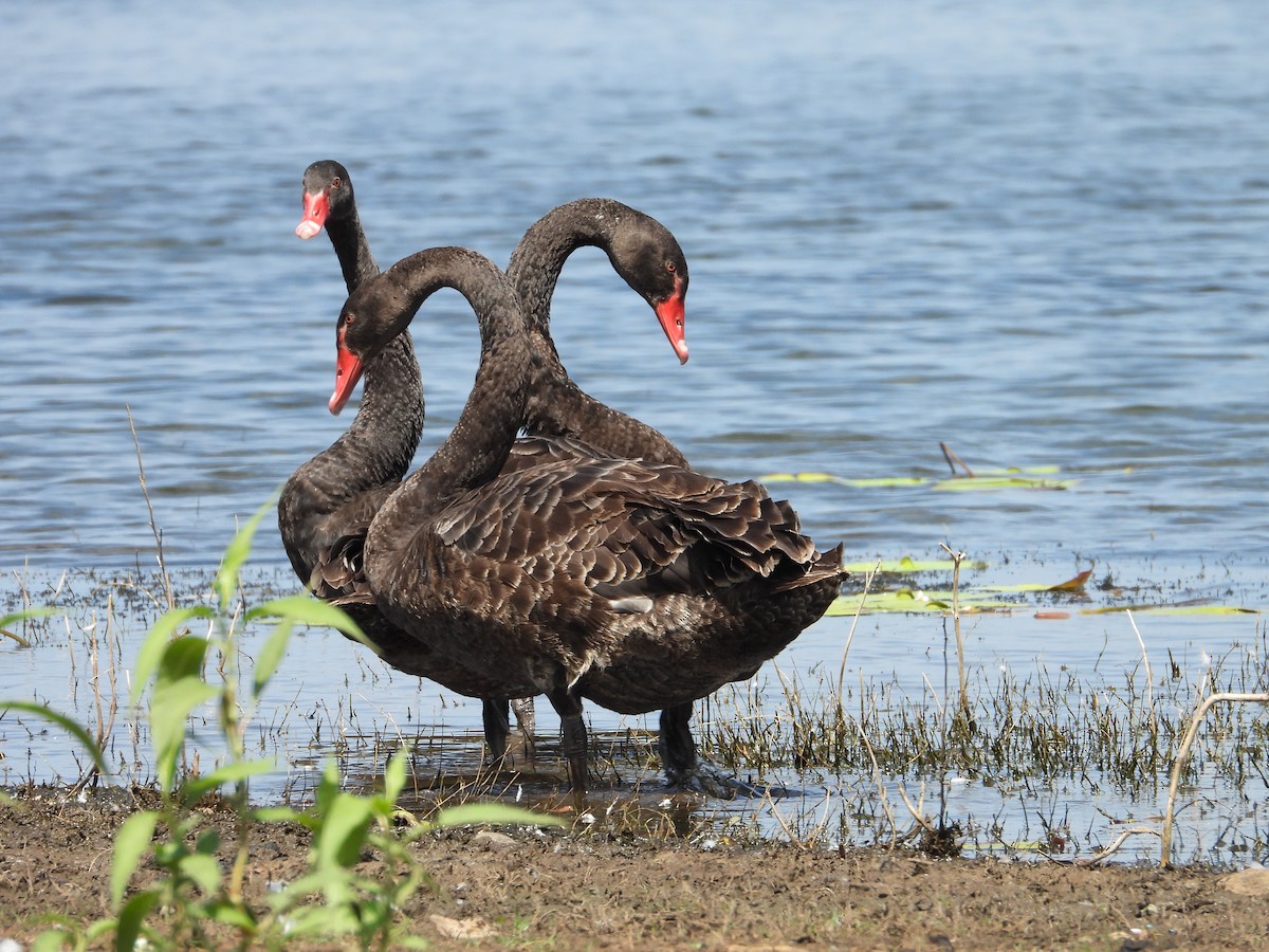 Black Swan - ML645695439