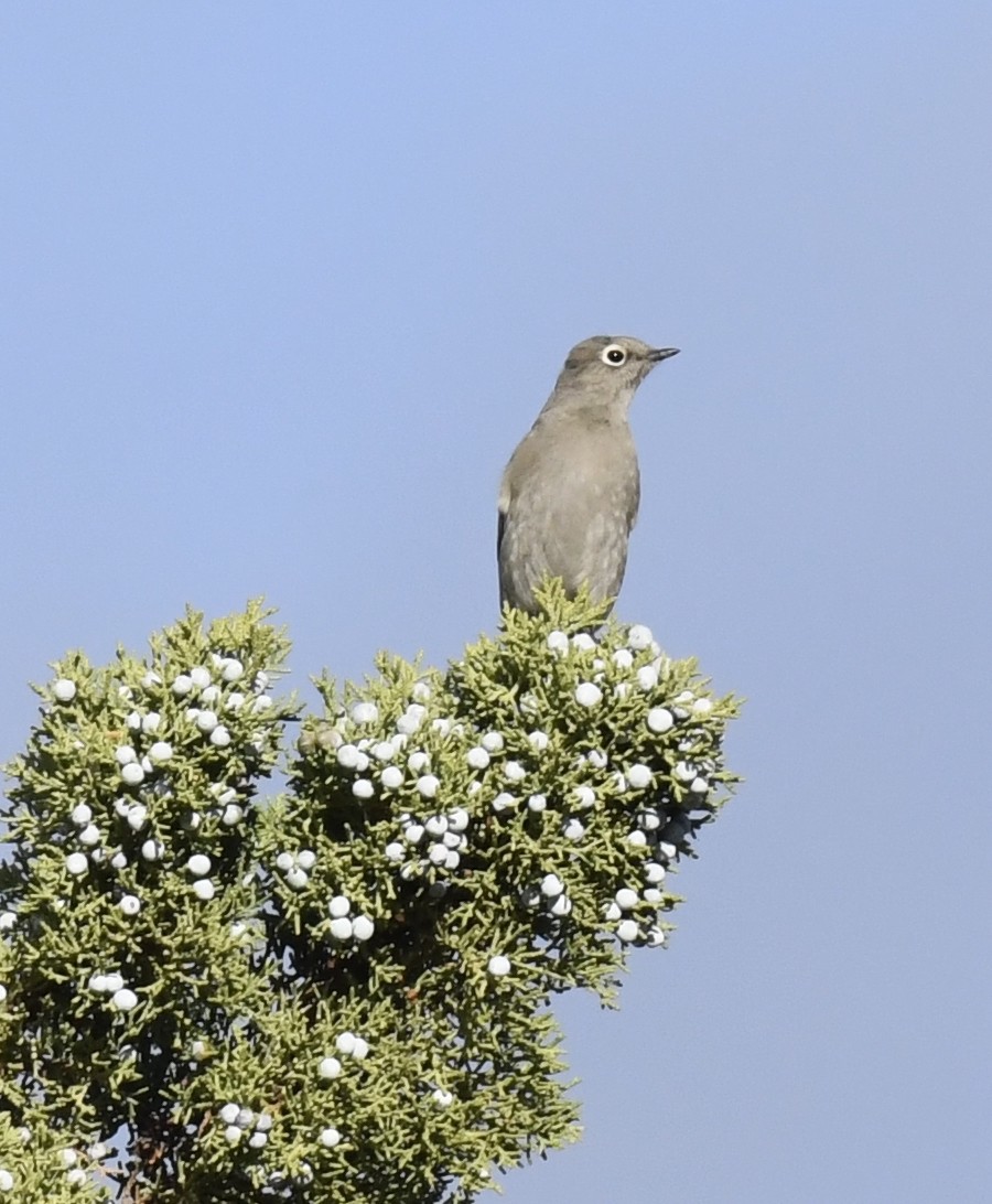 Townsend's Solitaire - ML645695440