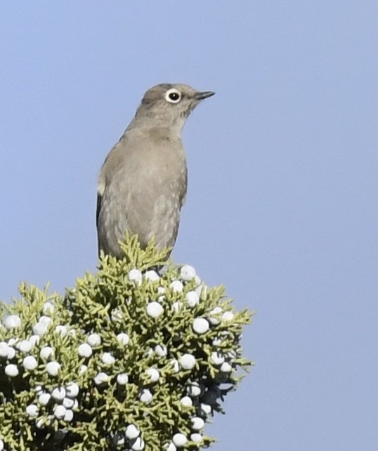 Townsend's Solitaire - ML645695441
