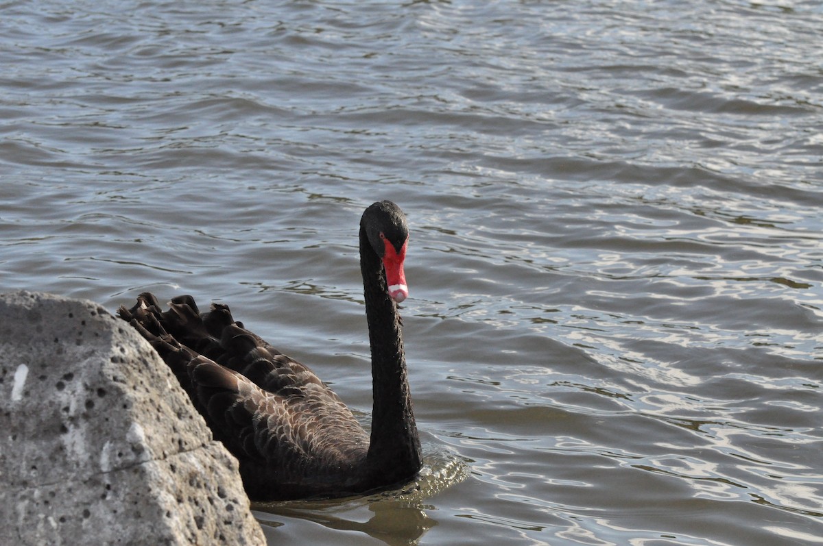 Black Swan - ML645695442