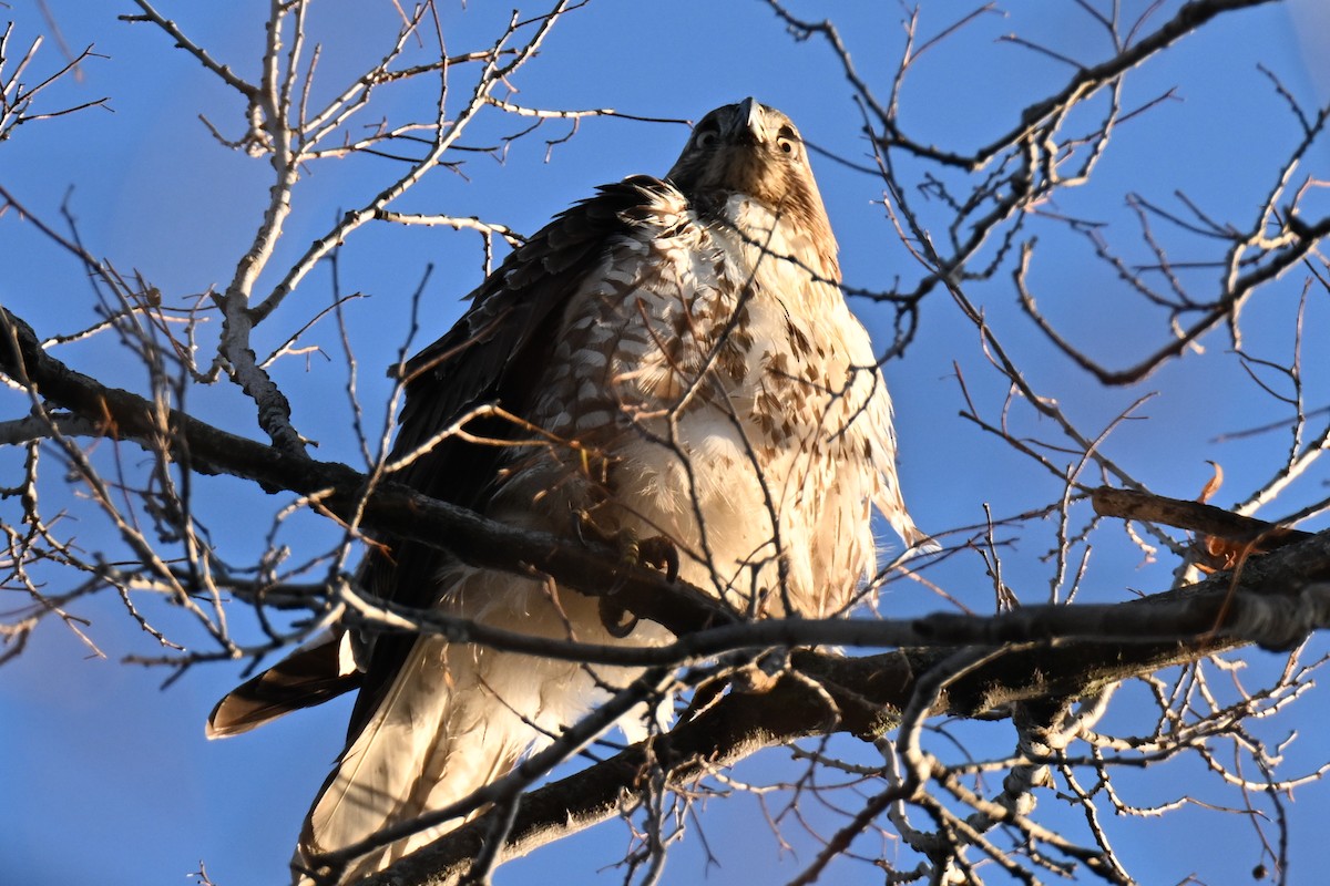 Red-tailed Hawk - ML645695444