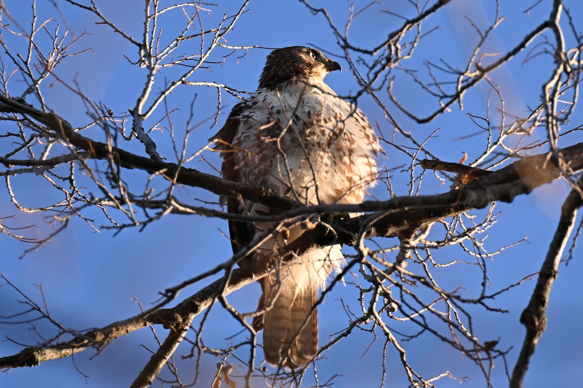 Red-tailed Hawk - ML645695445