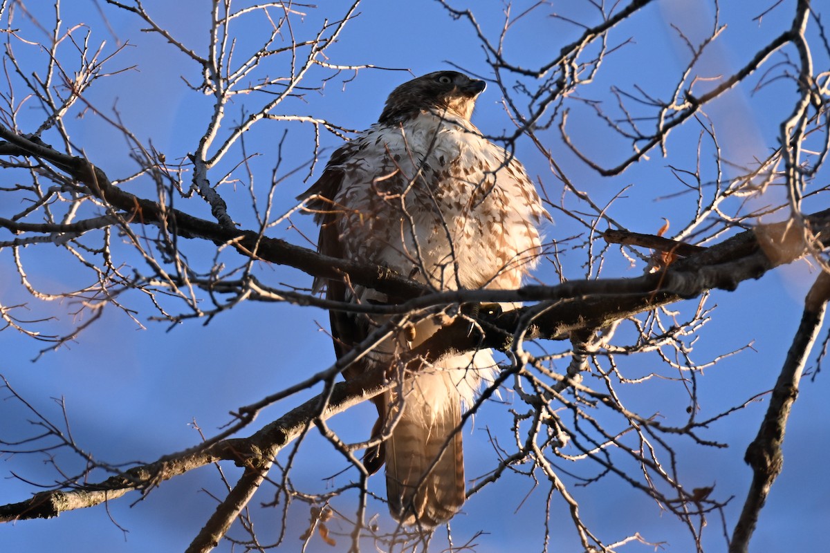 Red-tailed Hawk - ML645695446