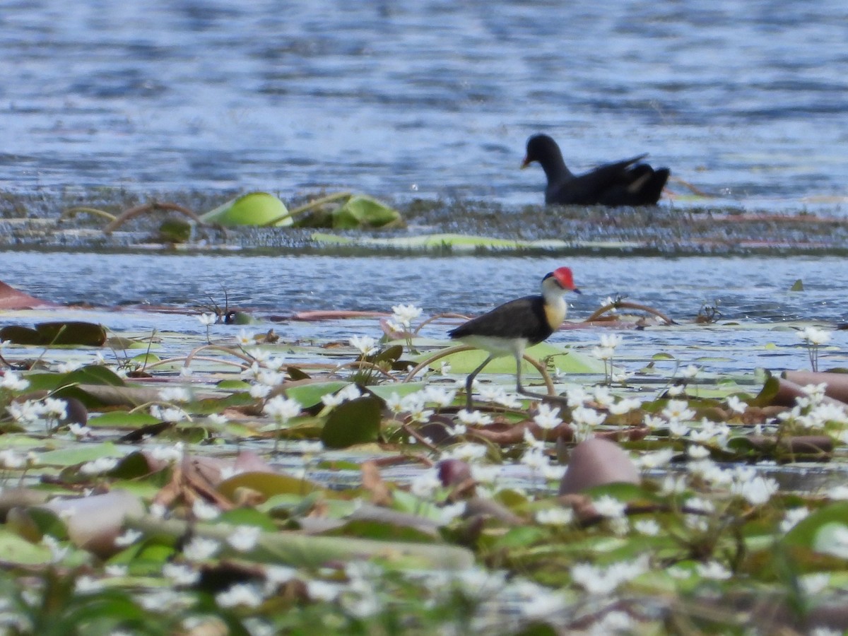 Comb-crested Jacana - ML645695447
