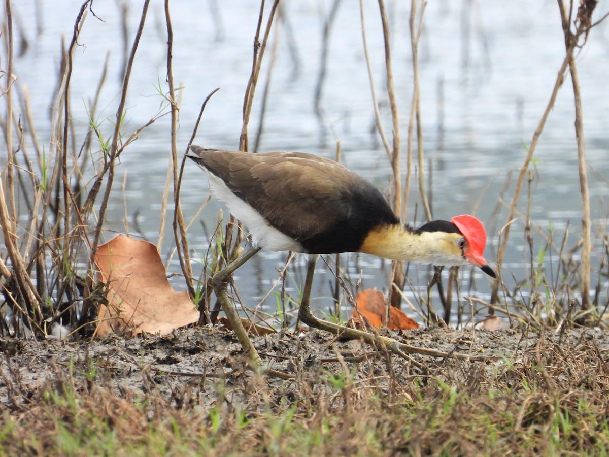 Comb-crested Jacana - ML645695448