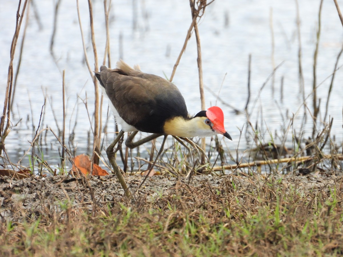 Comb-crested Jacana - ML645695449