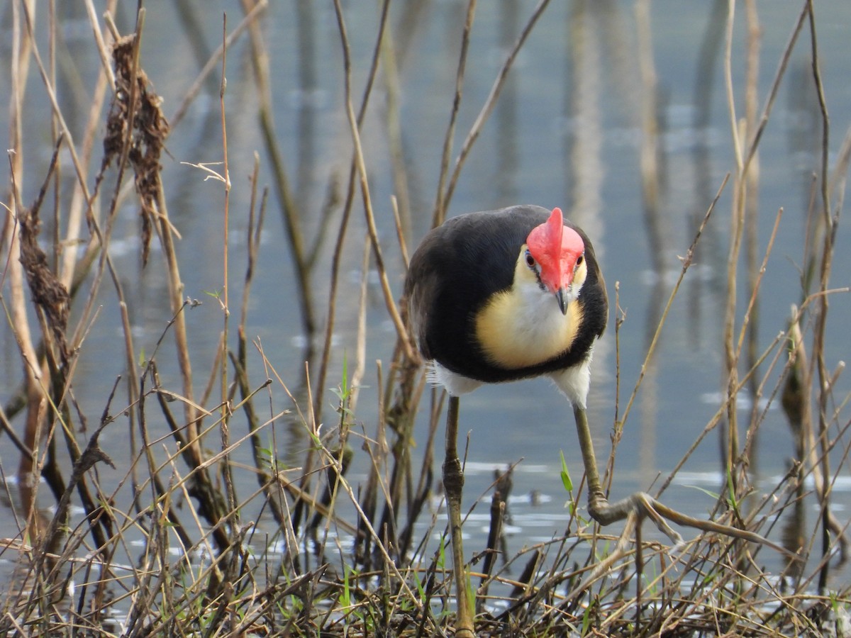 Comb-crested Jacana - ML645695450