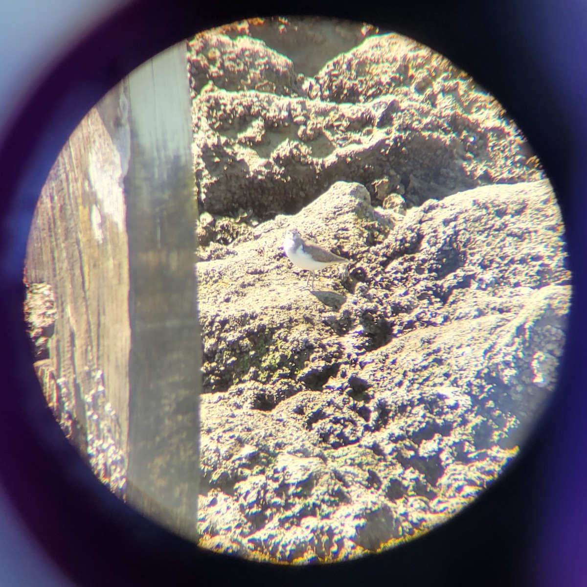 Common Sandpiper - ML645695452