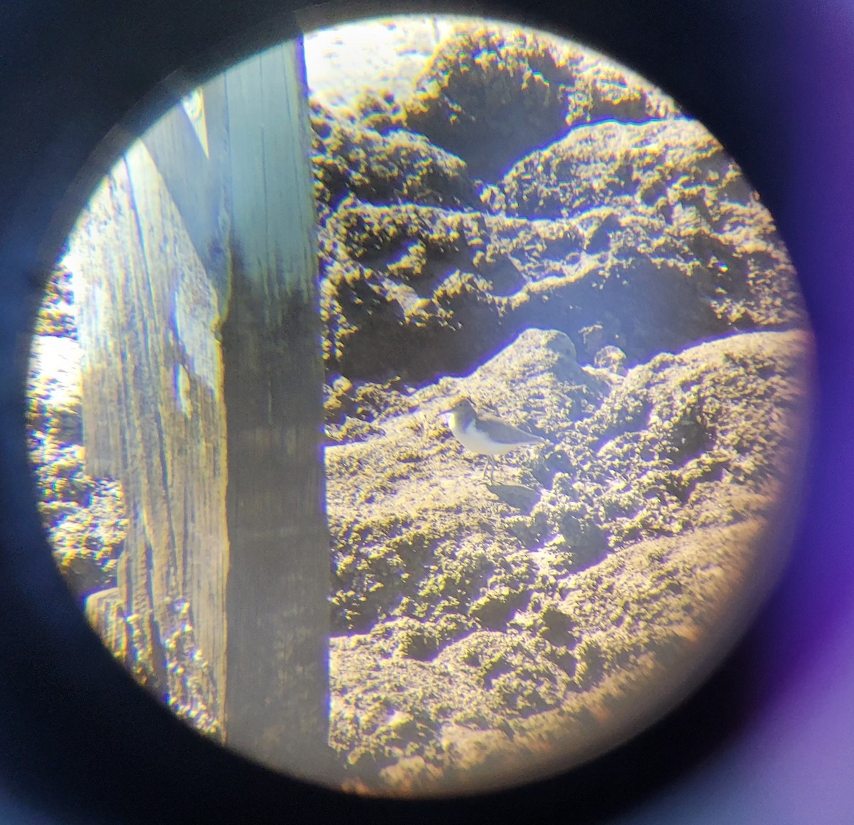 Common Sandpiper - ML645695453