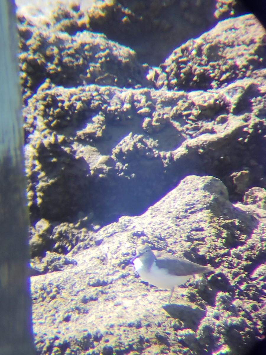 Common Sandpiper - ML645695454