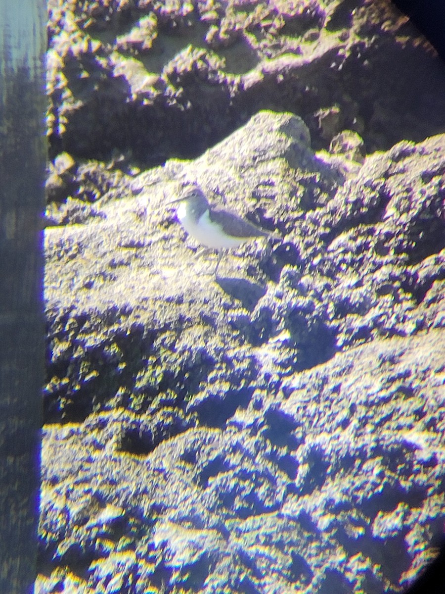 Common Sandpiper - ML645695455