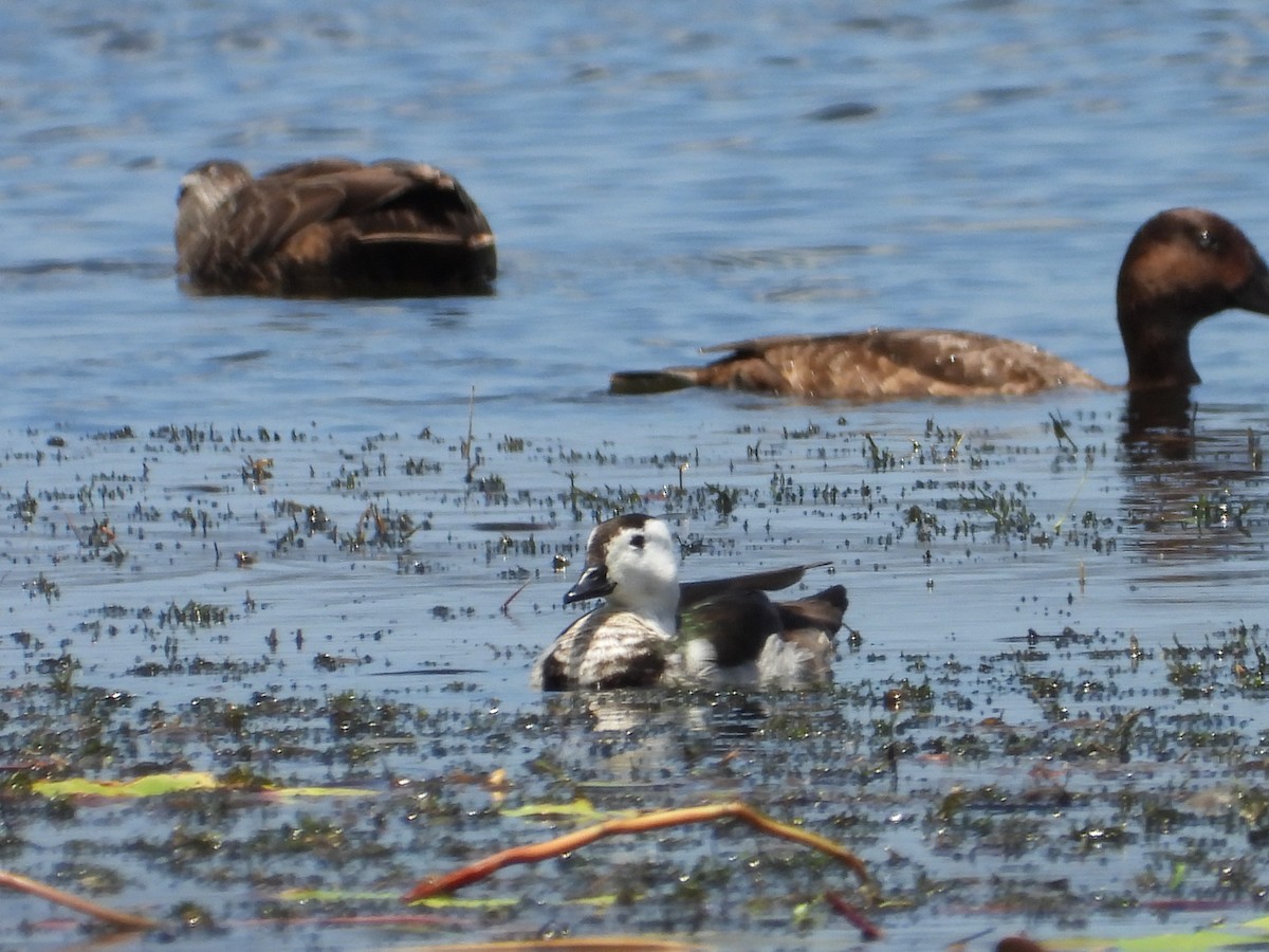 Cotton Pygmy-Goose - ML645695456