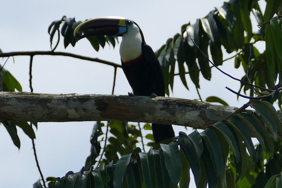 White-throated Toucan - ML645695457