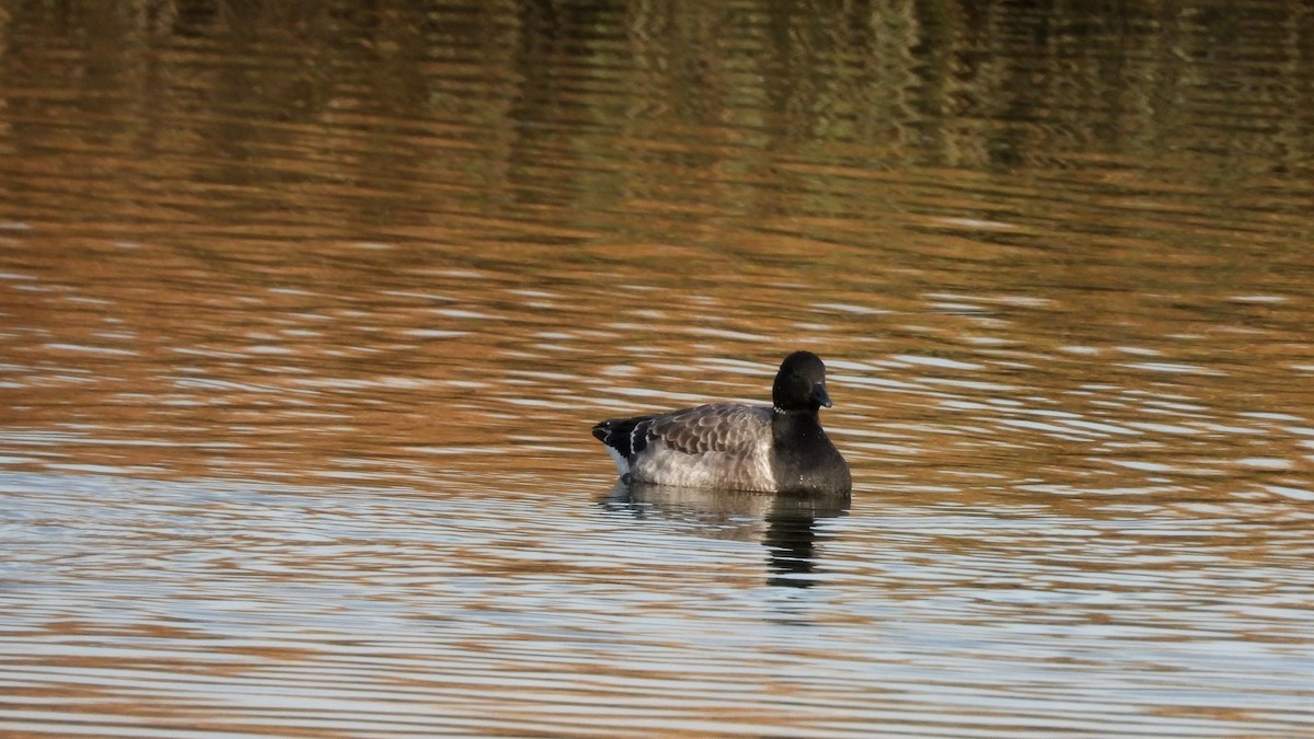 Brant - ML645695458