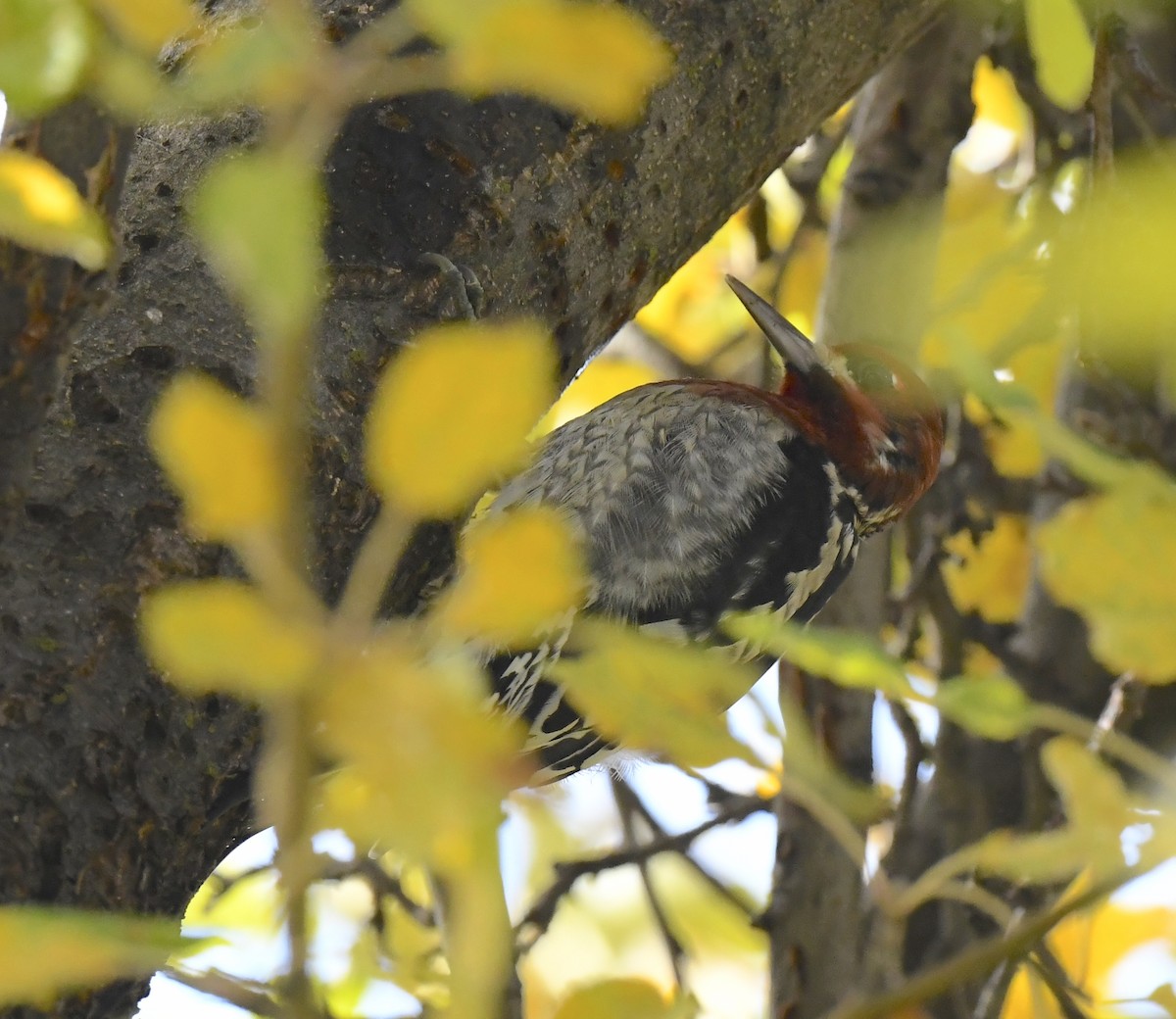 Red-breasted Sapsucker - ML645695459
