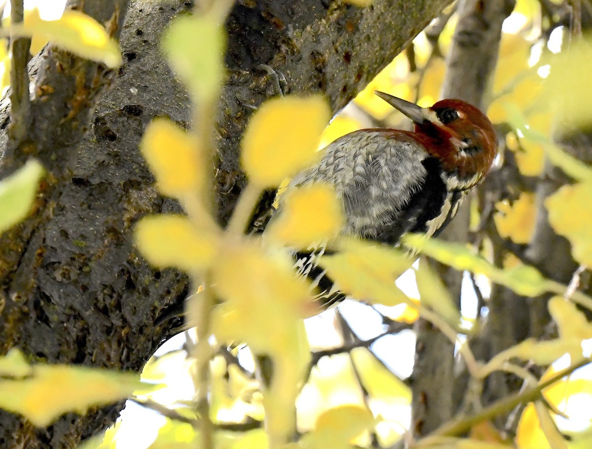 Red-breasted Sapsucker - ML645695460