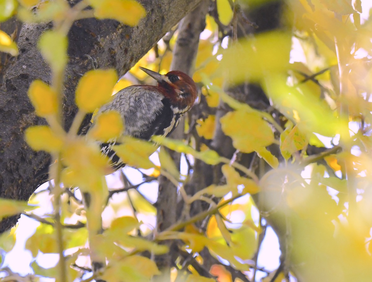 Red-breasted Sapsucker - ML645695461