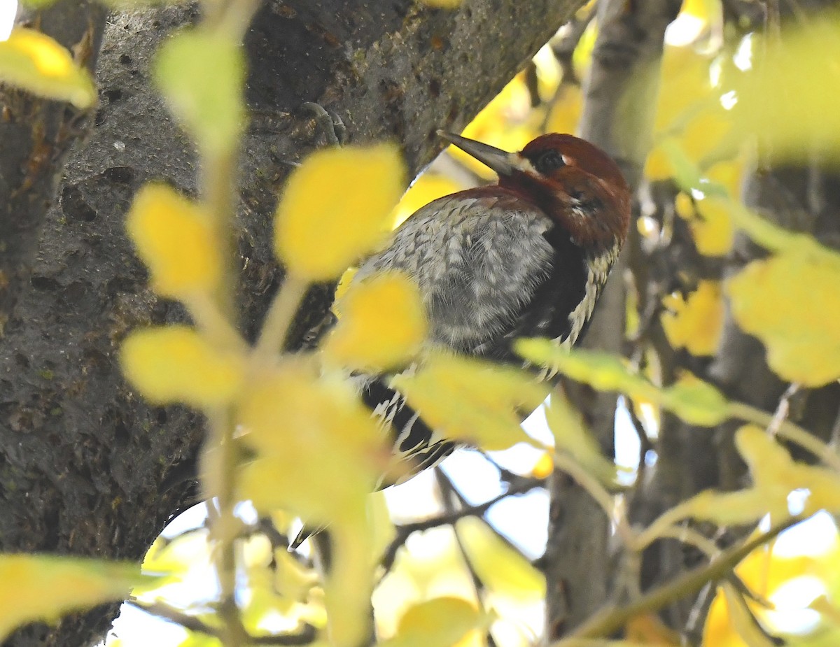 Red-breasted Sapsucker - ML645695463