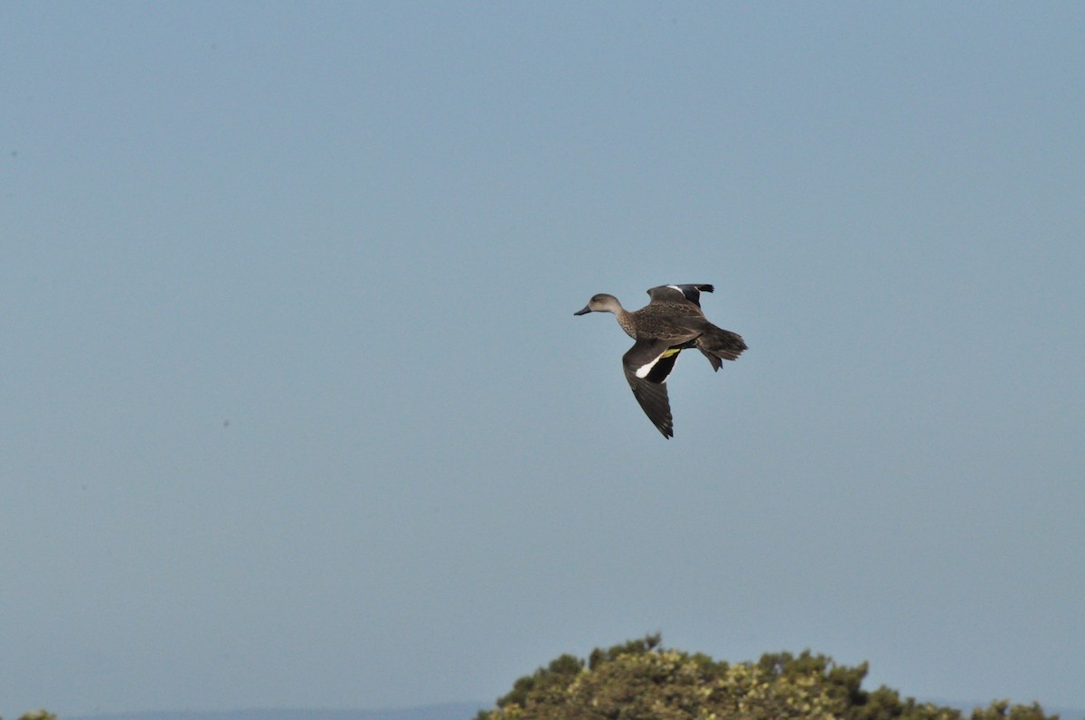 Gray Teal - ML645695464