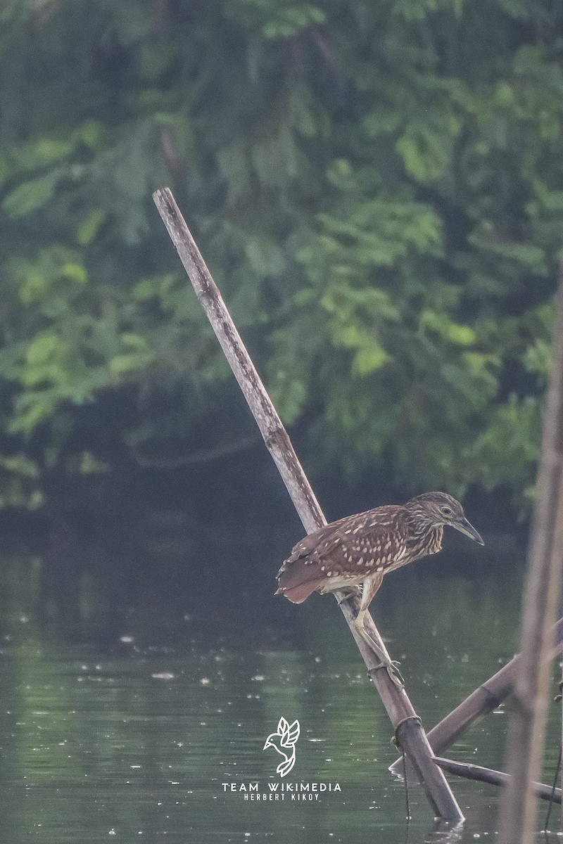 Nankeen Night Heron - ML645695466