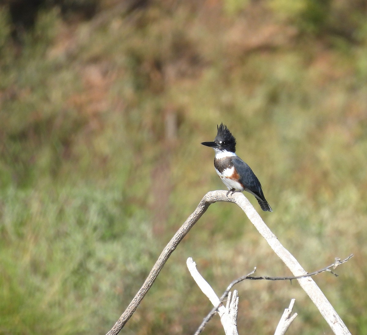 Belted Kingfisher - ML645695467