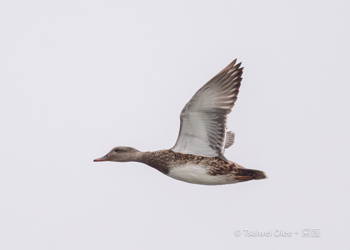 Gadwall - ML645695468