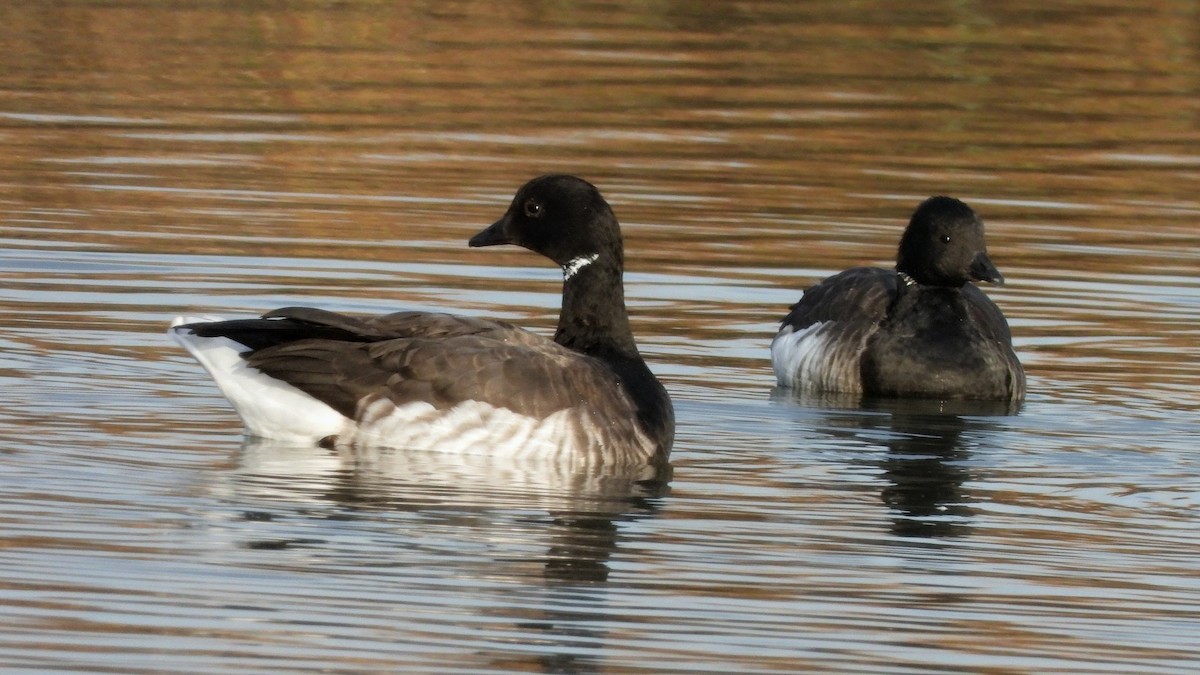 Brant - ML645695472