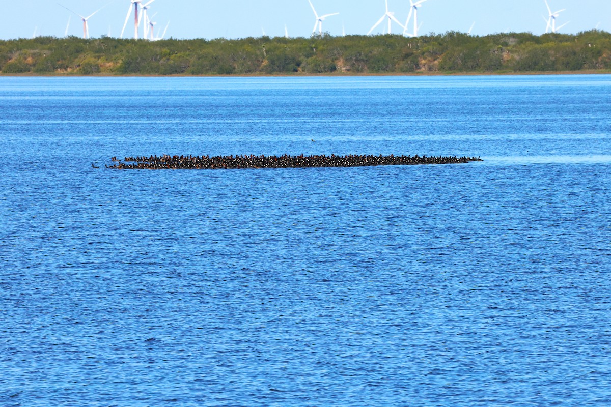 American Coot - ML645695493
