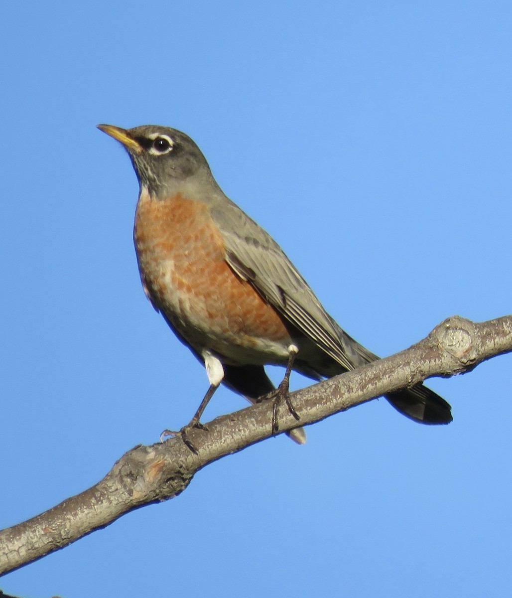American Robin - ML645695509