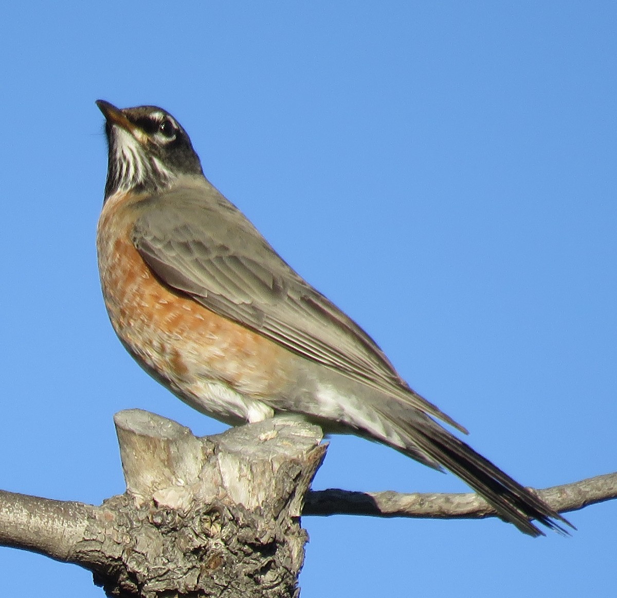 American Robin - ML645695510