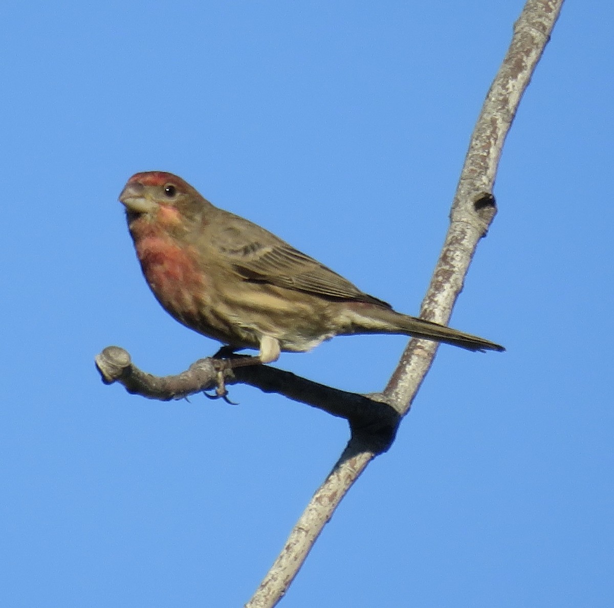 Roselin familier - ML645695511