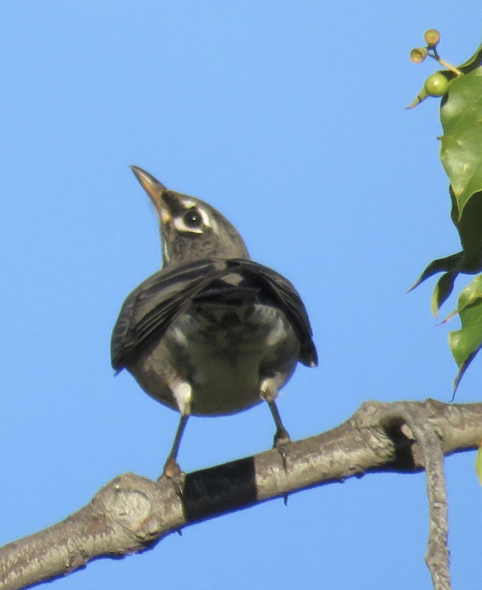 American Robin - ML645695512