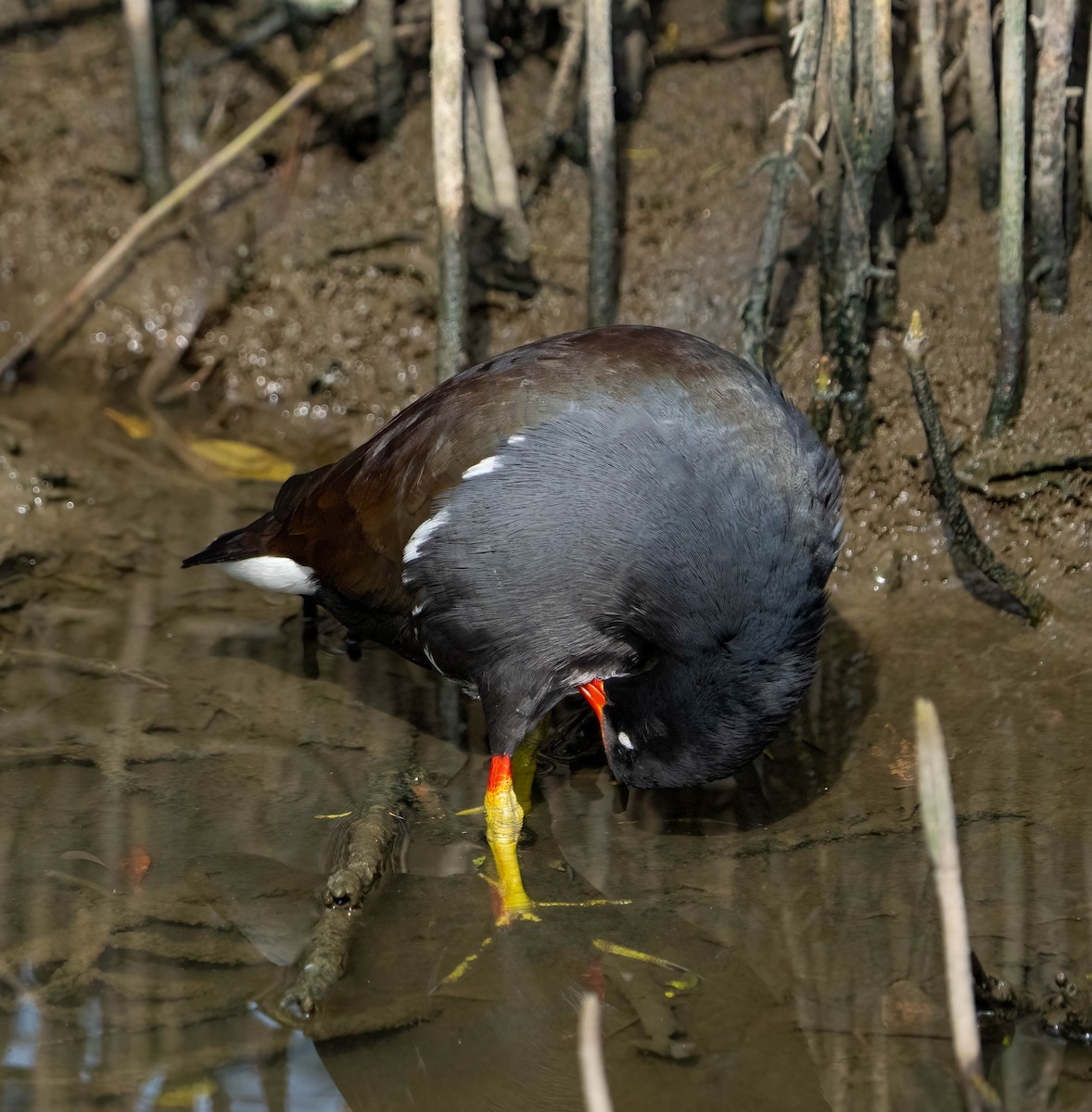 Gallinule d'Amérique - ML645695522