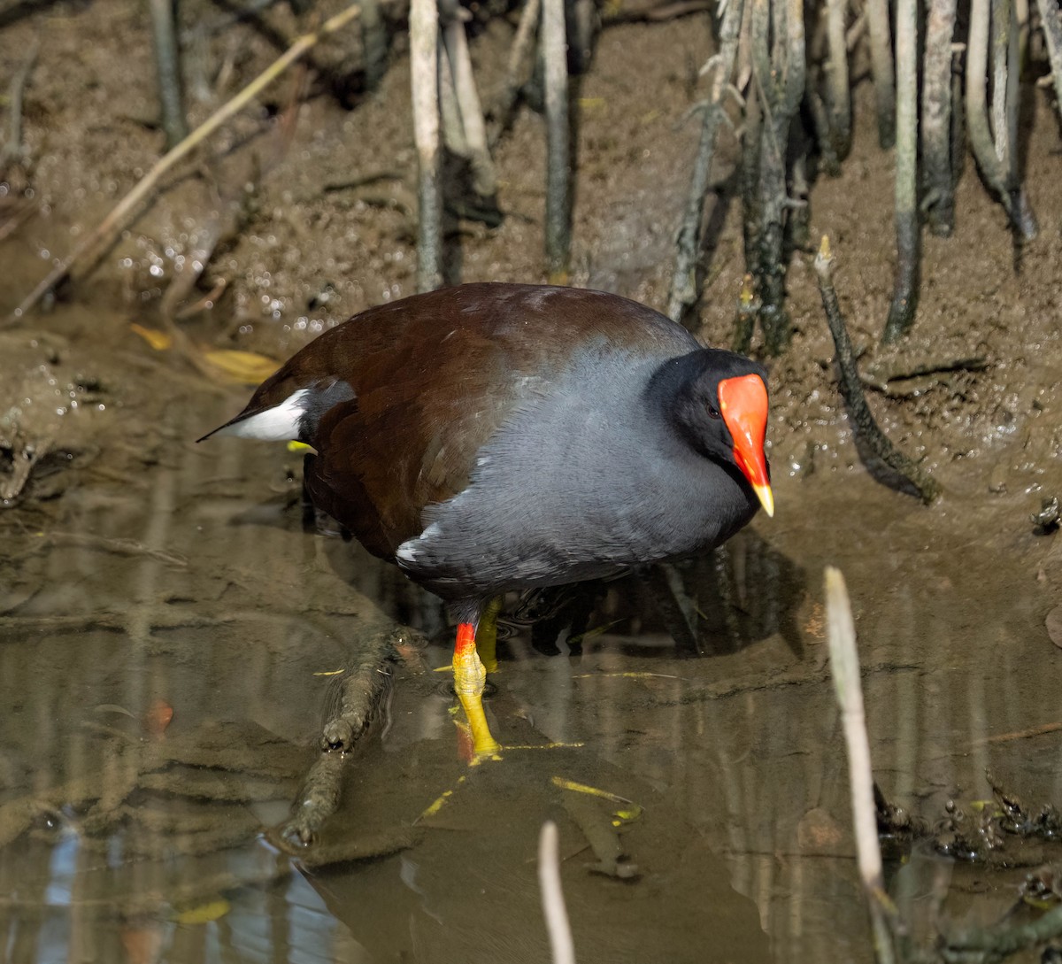 Gallinule d'Amérique - ML645695523