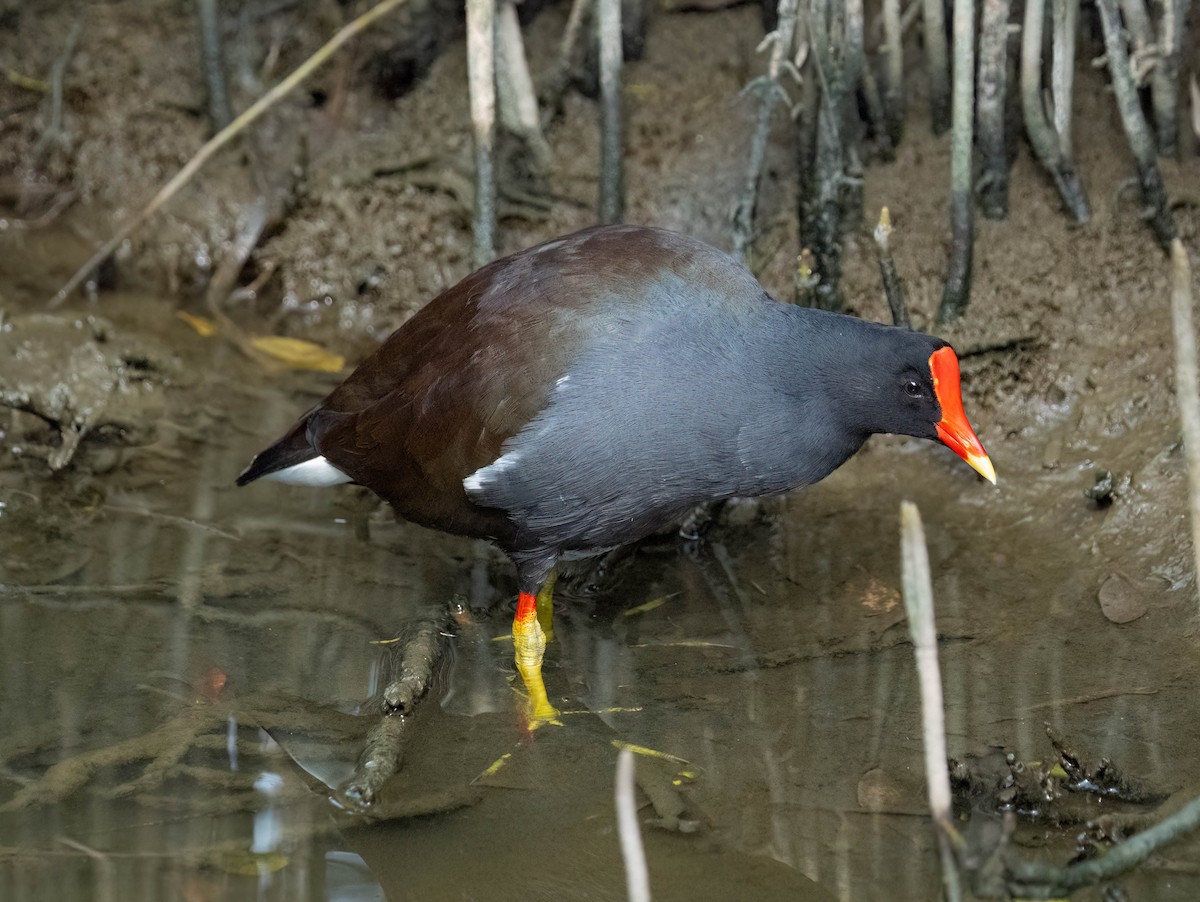 Gallinule d'Amérique - ML645695524
