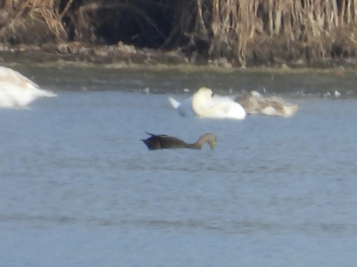 Ahate iluna - ML645695531