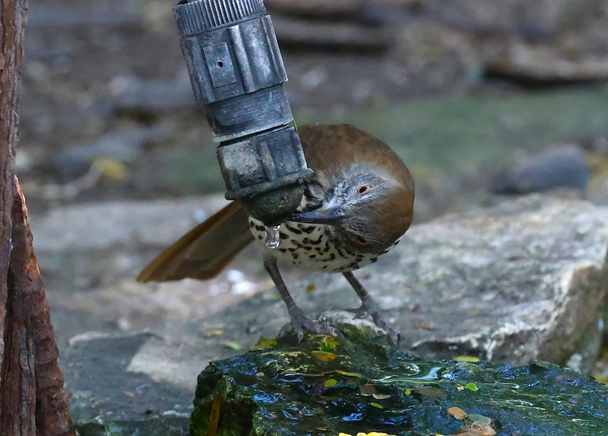 Long-billed Thrasher - ML645695534