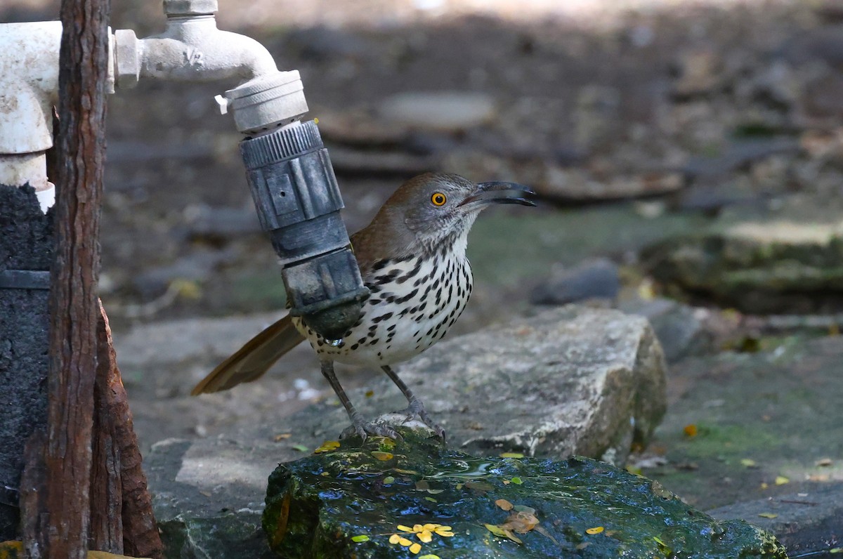 Long-billed Thrasher - ML645695535