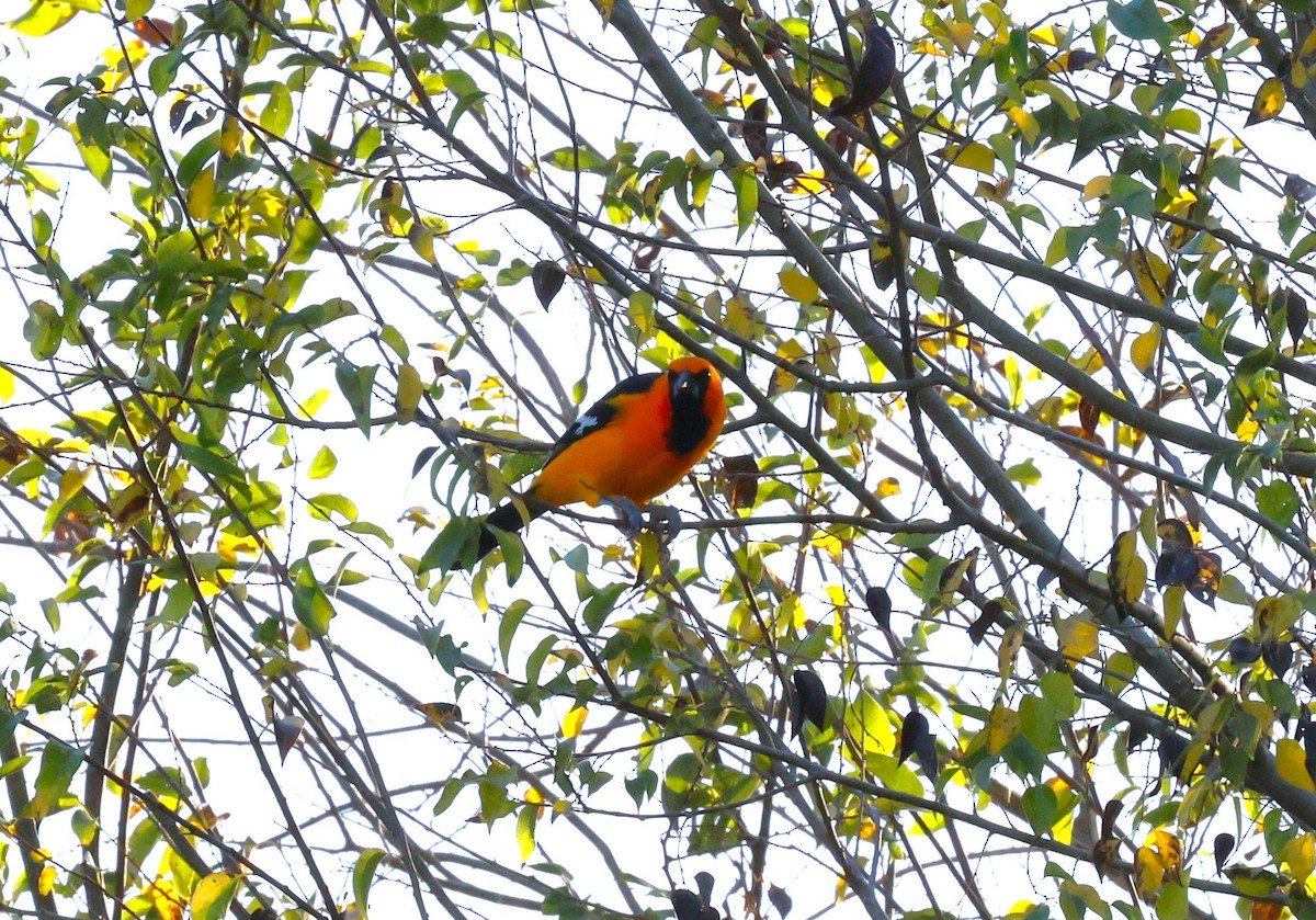 Altamira Oriole - ML645695551