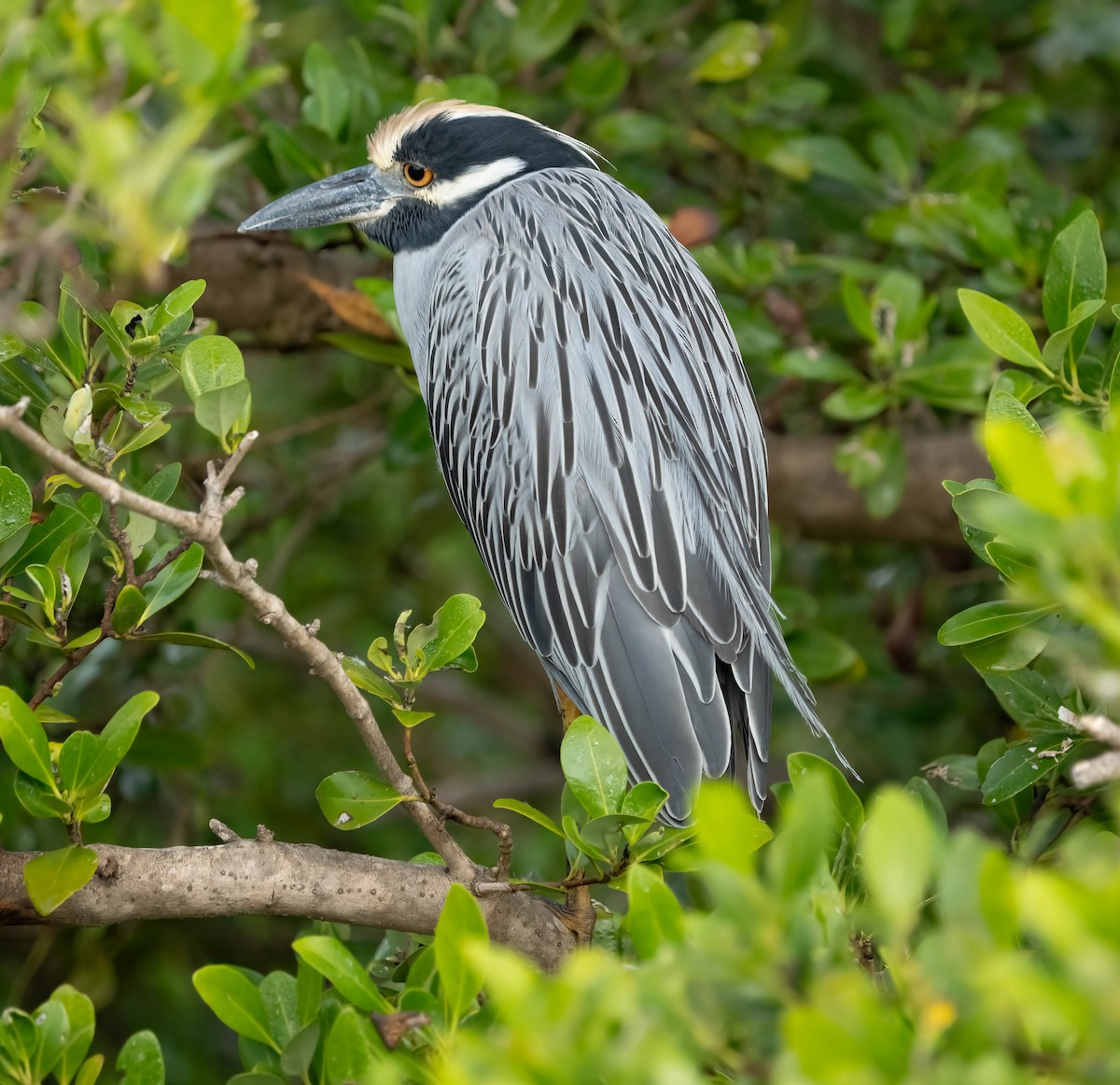 Sarı Tepeli Gece Balıkçılı - ML645695567