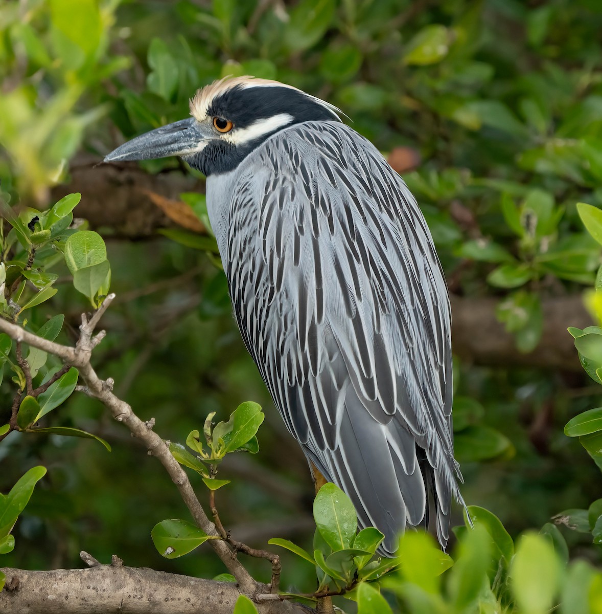 Sarı Tepeli Gece Balıkçılı - ML645695568