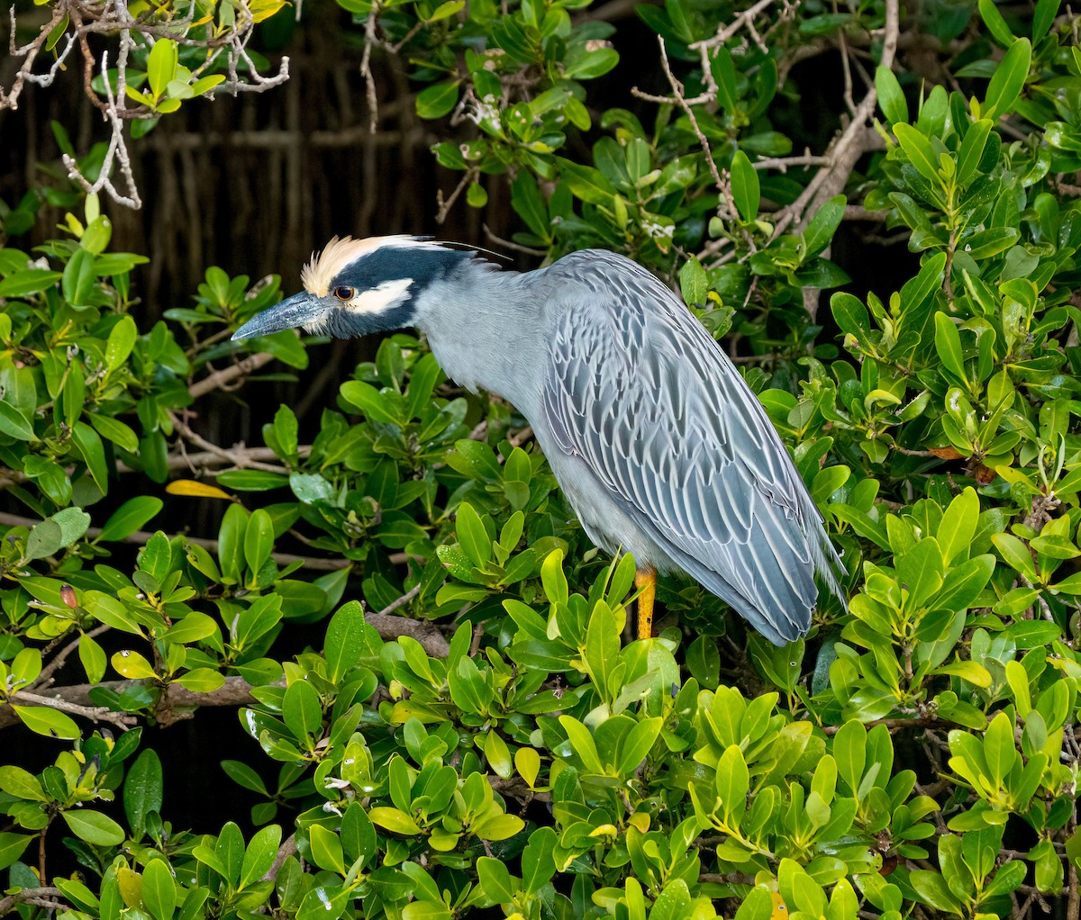 Sarı Tepeli Gece Balıkçılı - ML645695569